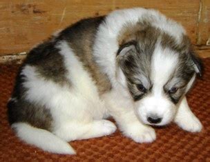 Utonagan puppy!!! | Puppies, Pets, Pup