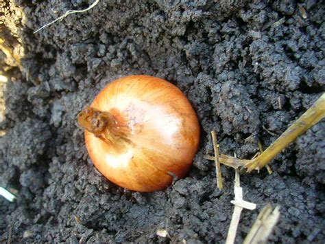 Planting shallots by Susan Fluegel at Grey Duck Garlic