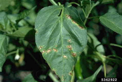 bacterial spot (Xanthomonas vesicatoria)