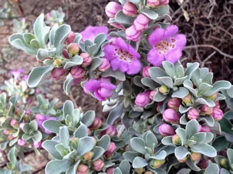 10 essential native shrubs for a Southwestern garden - CultureMap Austin