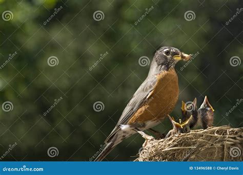 Mother Robin Feeding Babies Worms Stock Photo - Image of adult, bird: 13496588