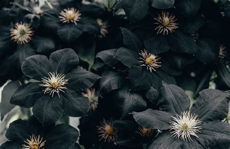 38 Black Flowers and Plants for the Home and Garden - Petal Republic