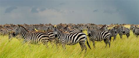 Serengeti National Park - Rwanda Tour Companies