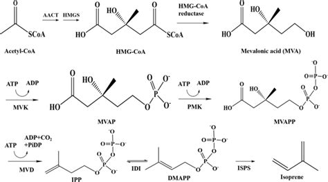 The mevalonic acid pathway (MVA pathway) fmicrobial synthesis of ...