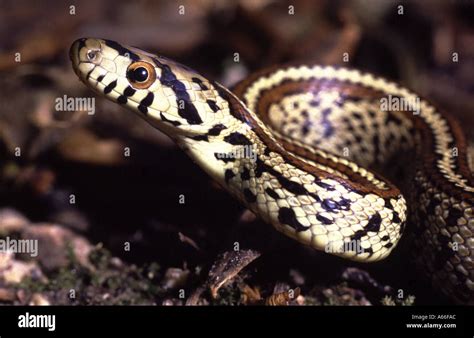 Leopard Snake Zamenis situla. Greece Stock Photo: 421804 - Alamy