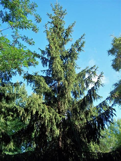 BGFAS Botanischer Garten Berlin-Lichtenberg Frankfurter Allee Süd (FAS): Picea abies - Gemeine ...