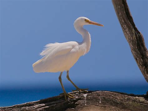 Avithera: Coral Cay Island Birds – Great Barrier Reef – Part 5 Other ...