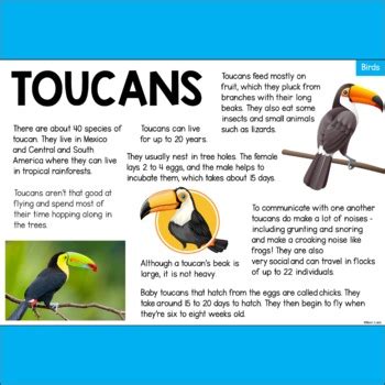 Toucan Information Text – Animal Facts about Toucans - Birds by Ben Lukis