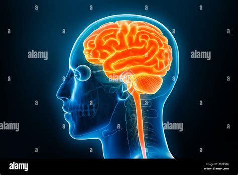 Vista de perfil del cerebro y la columna vertebral de rayos X 3D renderizado ilustración. Cuerpo ...