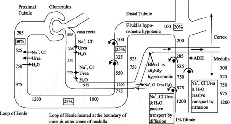 Schematic diagram showing both the countercurrent multiplier process in ...