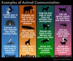 Animal Communication - Assignment Point