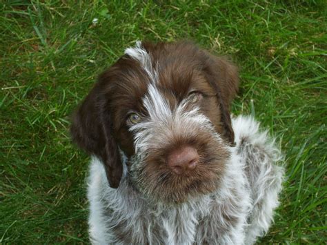 Our Wirehaired Pointing Griffon Dog | Wirehaired pointing griffon ...