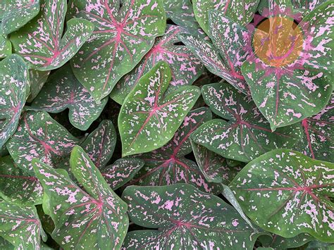 Caladium - Pink Beauty - Milaegers