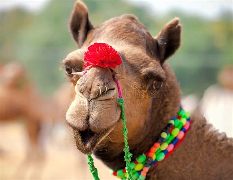 Decorated camel foot stock photo. Image of festival, fair - 33640766