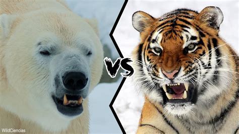 Polar Bear Vs Siberian Tiger Who Would Win