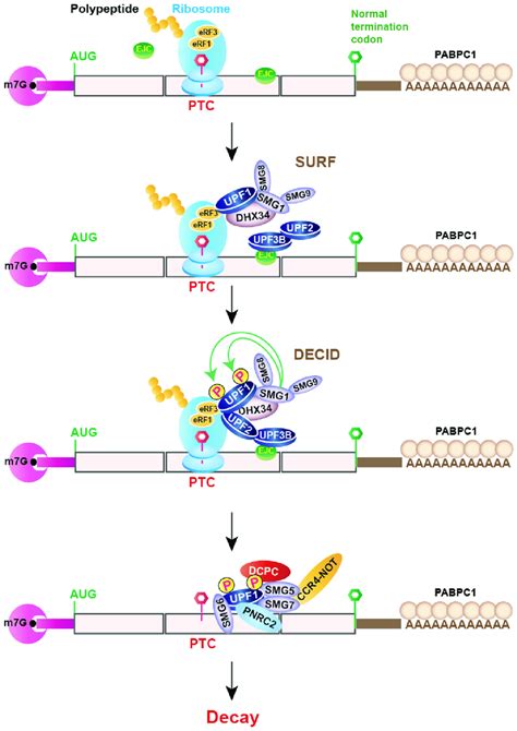 Schematics of the nonsense-mediated mRNA decay (NMD) pathway in... | Download Scientific Diagram