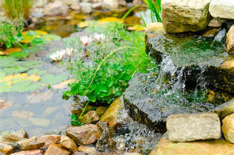 How To Keep Pond Water Clear Without A Filter | 7 Tips | A&P