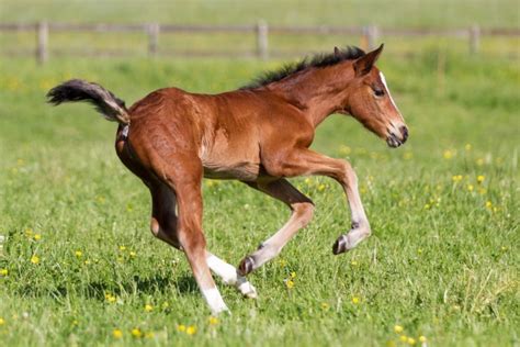 5 facts about foals – Do you already know them all or? | Malgré Tout Media