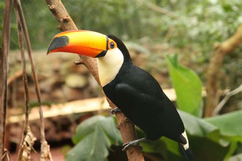 Toco Toucan | Rainforest animals, Toco toucan, Amazon rainforest animals