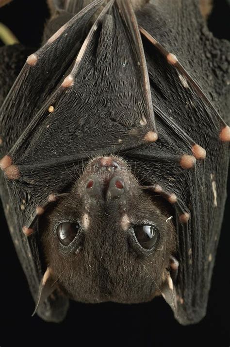 Spotted-winged Fruit Bat Balionycteris by Ch'ien Lee | Fruit bat, Cute ...