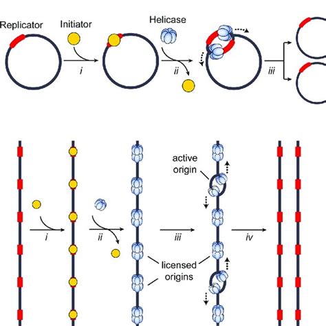 (PDF) Origins of DNA replication