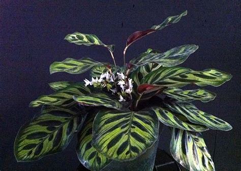 calathea makoyana