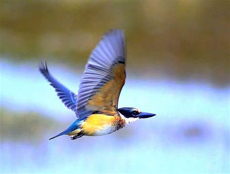 Kingfisher in flight - PentaxForums.com