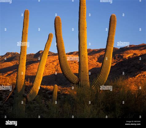 Cactus Saguaro, Sonora desert, Arizona USA Stock Photo - Alamy