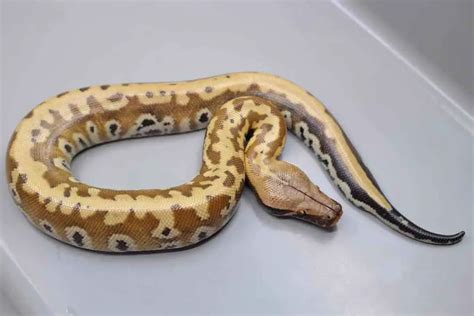 13 Blood Python Morphs (With Pictures) - ReptileHow.com