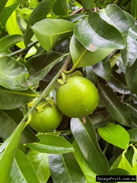 Sapote Tree | ubicaciondepersonas.cdmx.gob.mx