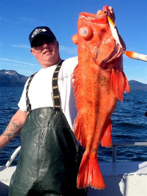 Rockfish, Shortraker JediMasterSalmonSlayer | www.roughfish.com