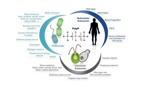 Phosphate polymer forms a cornerstone of metabolic control