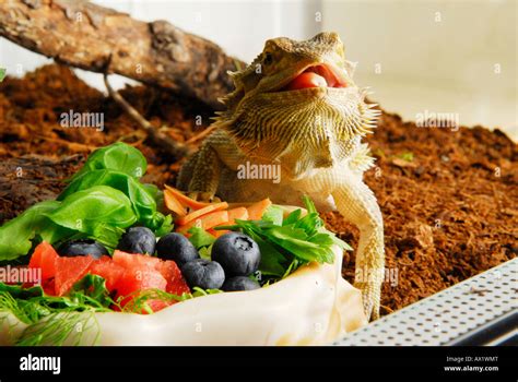 Central Bearded Dragon (Pogona vitticeps) eating fruits Stock Photo - Alamy