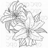 Tiger Lily Coloring Pages At GetColoringscom  Free Printable sketch template
