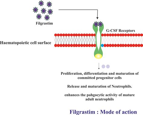 Filgrastim - Drugs Details