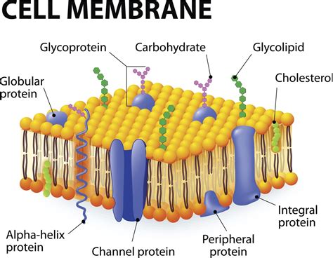 What is Facilitated Diffusion? - Biology Wise