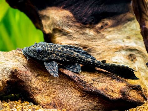 Common Pleco Care: Diet, Size, Lifespan, Tank Size...