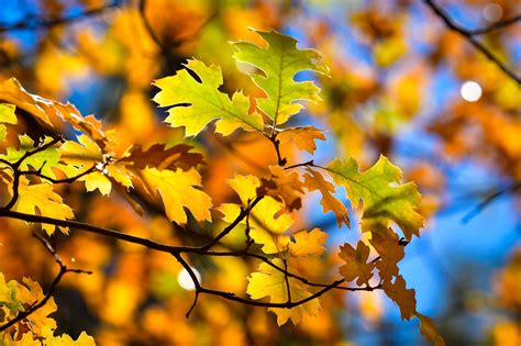 Mt. Laguna: Sunrise Highway – California Fall Color