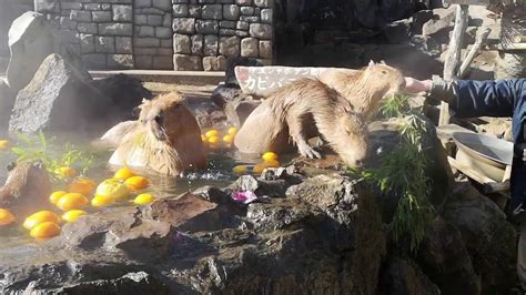 Travel Japan on youtube! Let’s go back to 2018 and see the famous Capybara onsen (hot spring ...