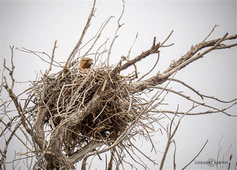 Nesting Red-tailed Hawk in the San Luis Valley, Colorado.