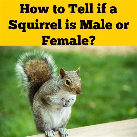 How to Tell if a Squirrel is a Male or Female? - Squirrels at the Feeder