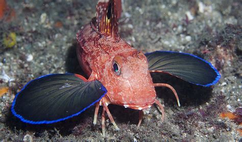 Eastern spiny gurnard fish - Australian Geographic