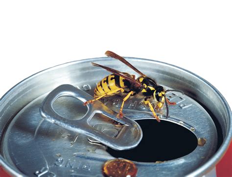 How to identify European wasps | Agriculture and Food