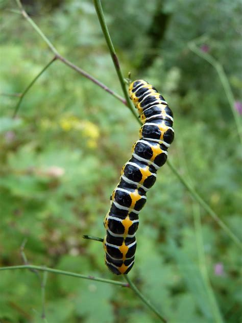 Black White and Yellow Caterpillar on the Stem · Free Stock Photo