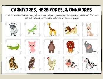 Carnivore Animals