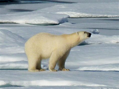 Polar Bear | Polar Bear - Arctic Ocean Beaufort Sea - Canadi… | Flickr