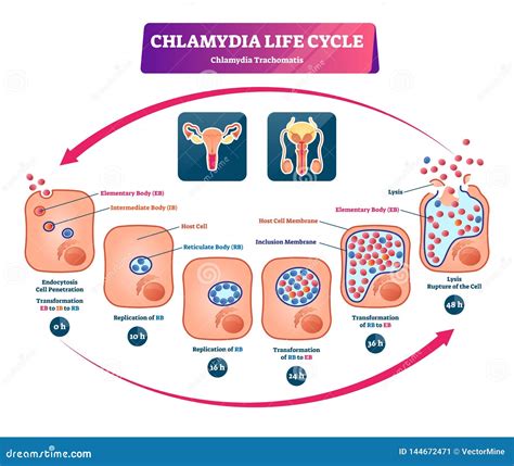 Chlamydia Cartoons, Illustrations & Vector Stock Images - 190 Pictures to download from ...