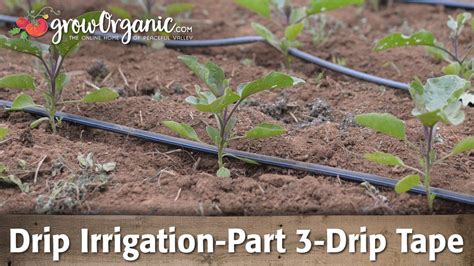 Drip Irrigation-Part 3-Using Drip Tape Organic Compost, Grow Organic ...