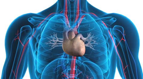 Structure Of Human Heart : Vector Illustration Of Diagram Of Human ...