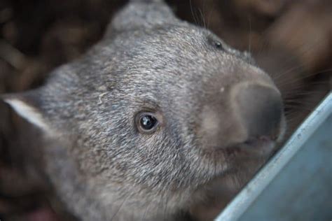 Top 15 Wombat Facts - Diet, Habitat, Species & More | Facts.net